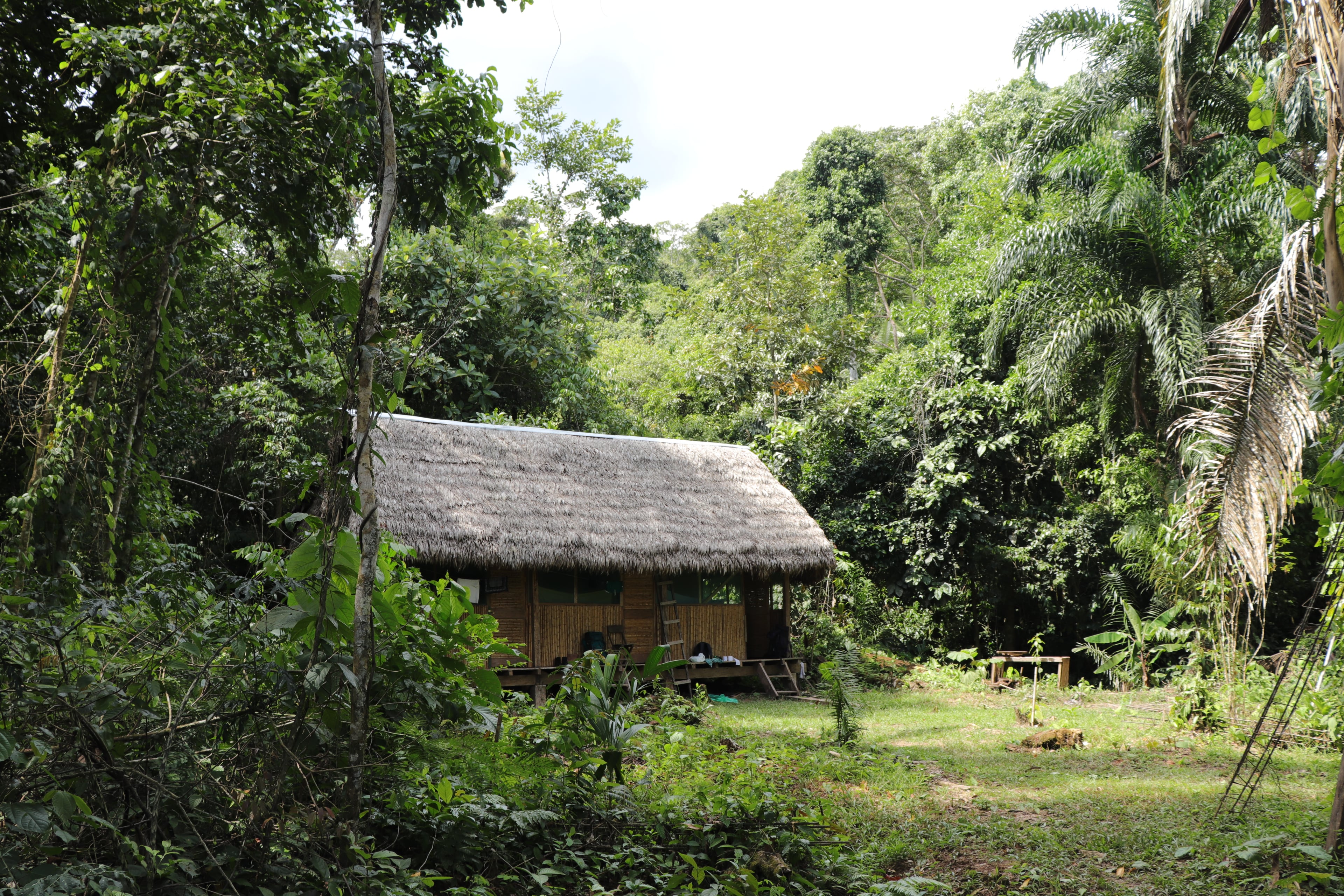Selva del Manu
