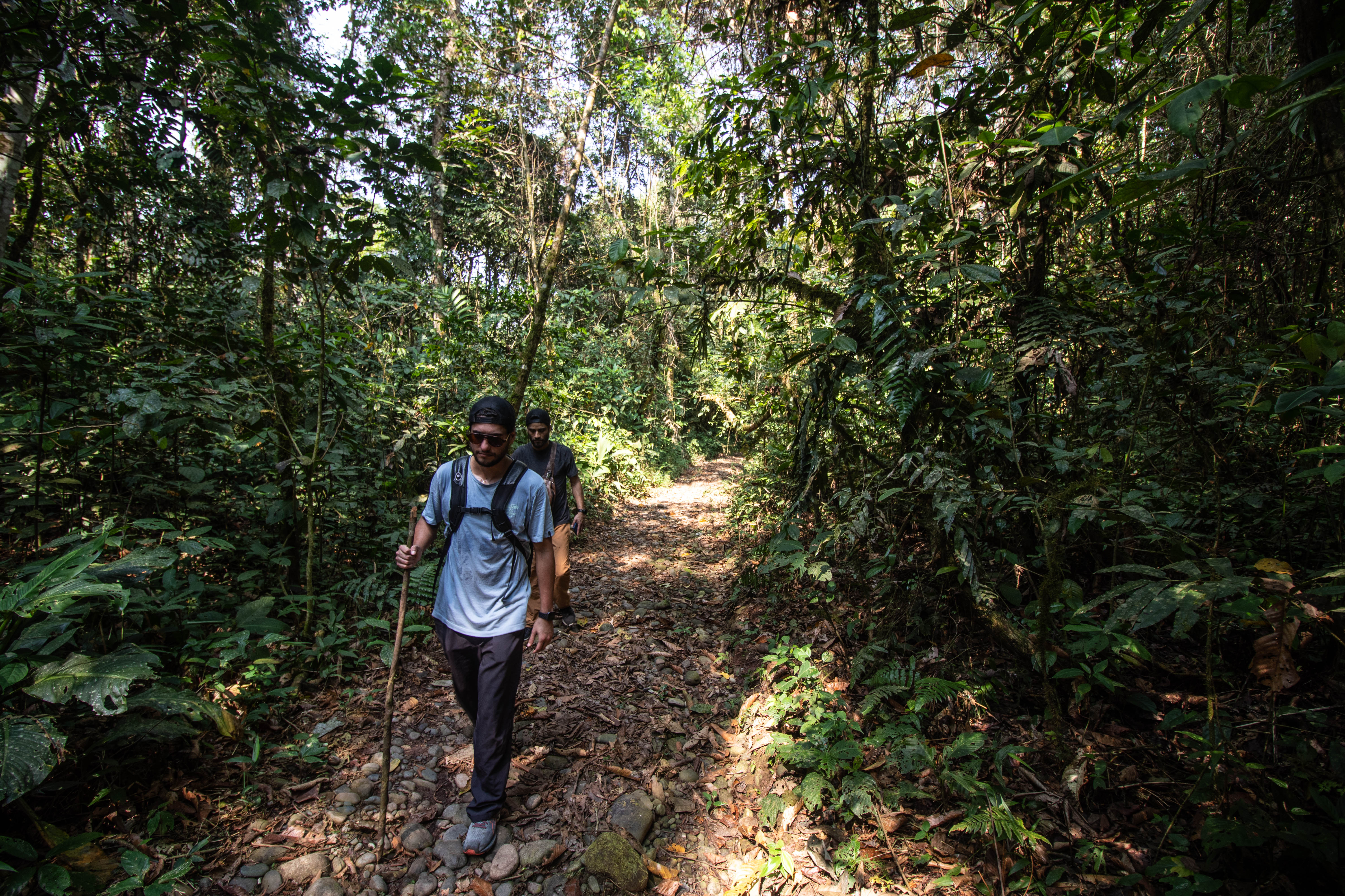 Selva del Manu